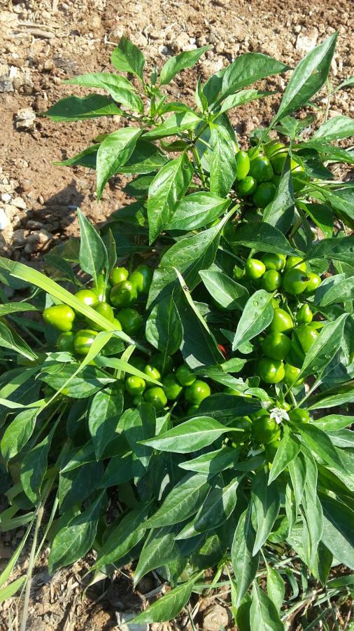 צ'טרארו Azienda Agrituristica Le Terre Di San Leonardo מראה חיצוני תמונה